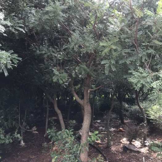 蒙自市清香木