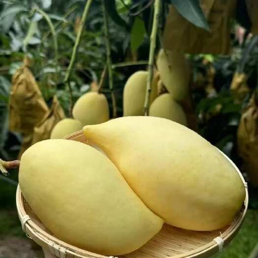 保山鹰嘴芒果