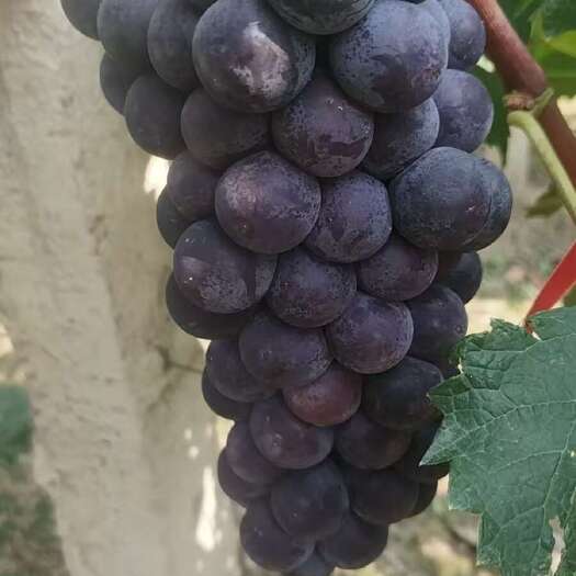 西安自家种植的葡萄，欢迎大量采购