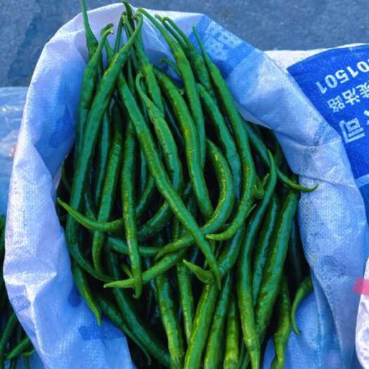 贺兰县宁夏银川黑皮线椒 新鲜辣椒 茄果类蔬菜 产地直供