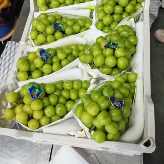 常德常德本地阳光玫瑰，量大，长期可以合作