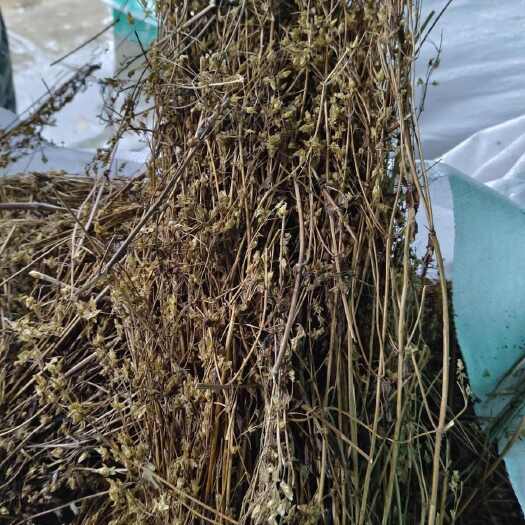 亳州藏茵陈精选正品西藏肝黄草天然藏区茵陈茶包邮西藏