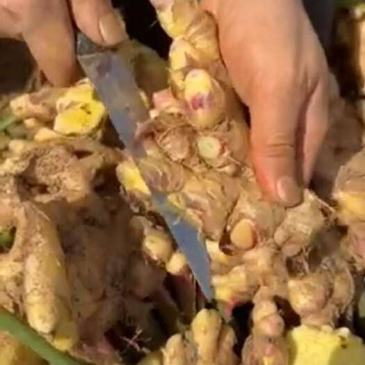 富宁县云南小黄姜