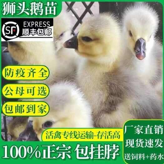 汕头小鹅活苗正宗汕头特大种狮头鹅活苗原种潮汕狮子鹅幼崽灰狮头活体