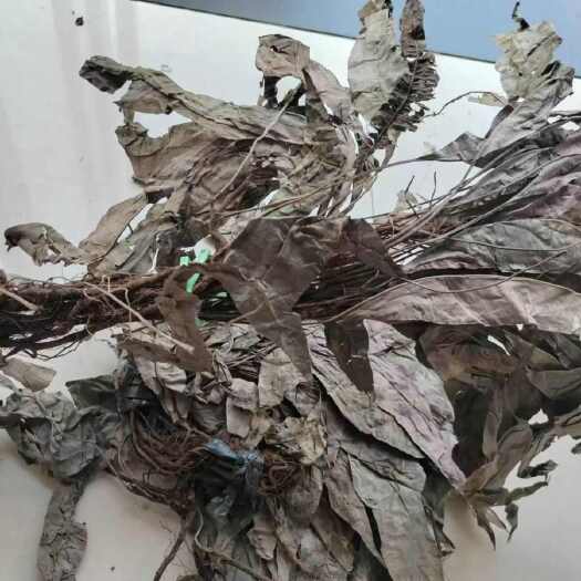 亳州马来西亚卡琪花蒂玛高品质冲泡浓缩精华女性专用滋补高档中药材