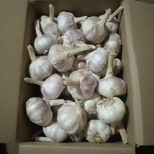 杞县6点以上紫皮大蒜