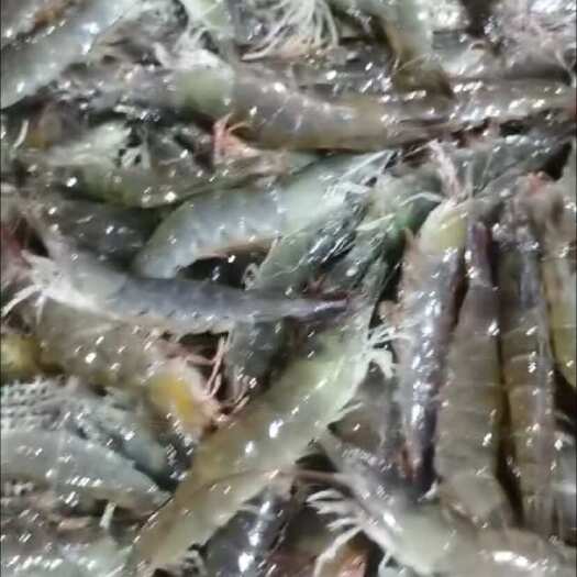 庄河市白对虾