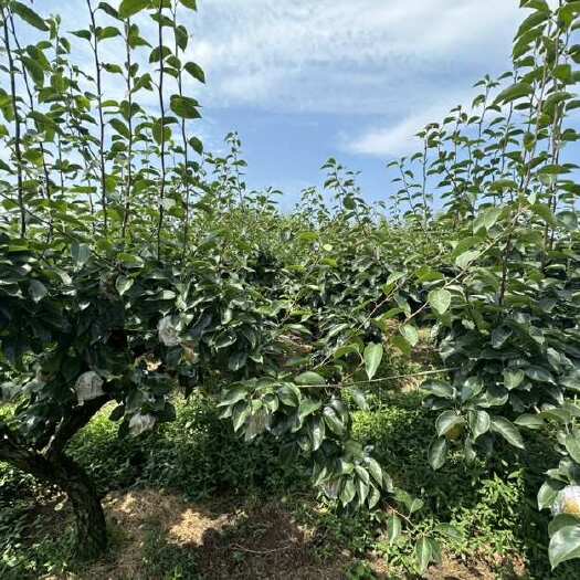 重庆市重庆永川黄花梨大果径纸箱装 产地直发支持代发物流专线坏损包赔