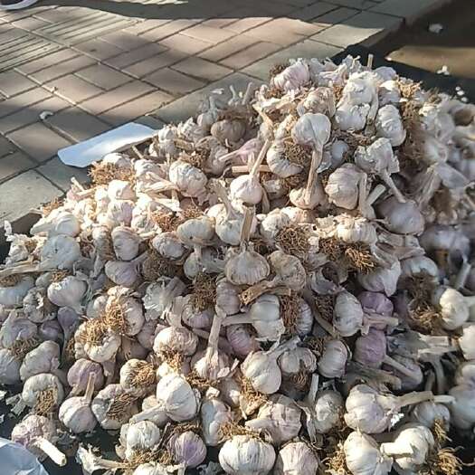 沈阳紫皮蒜