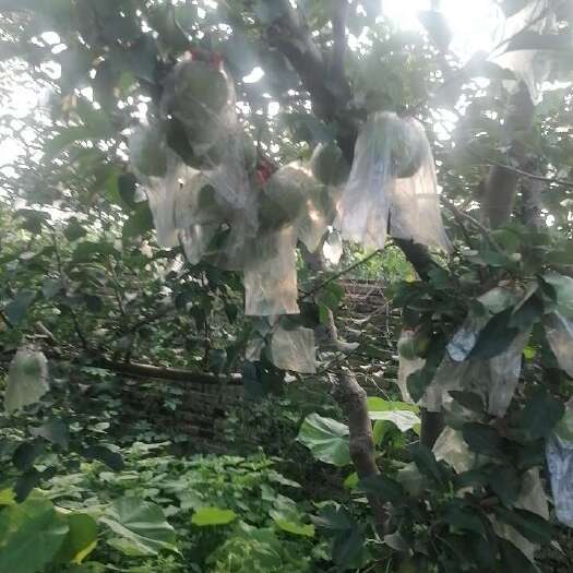保定日本水密桃苹果有五万斤中秋十月一成熟有预订的联系我