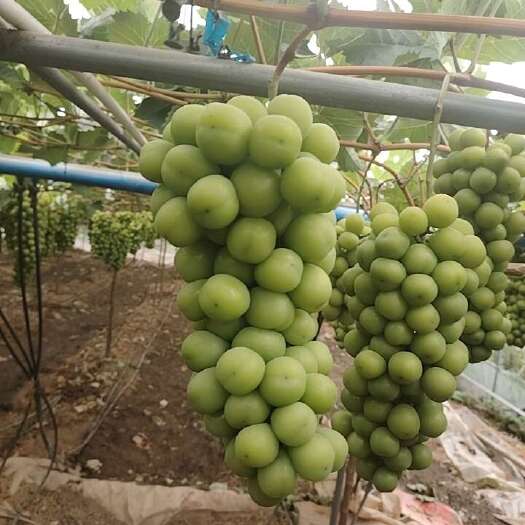 西昌市物美价廉  物超所值