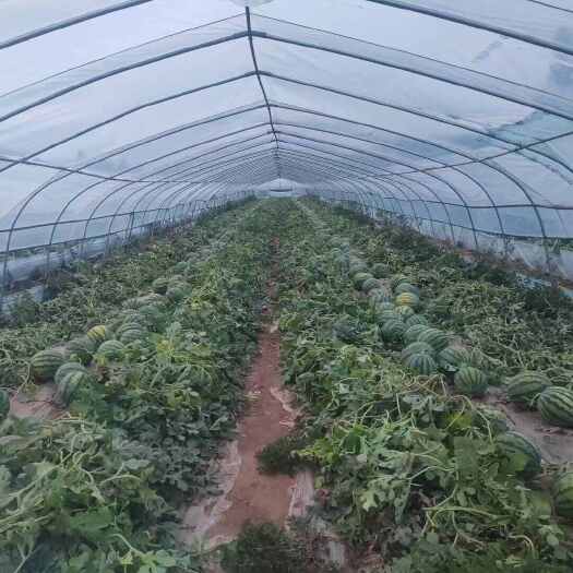 唐山甜王20亩，猛虎20亩，九月中下旬上市