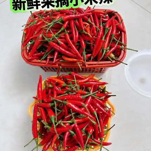 济宁【限量抢5斤】巨辣山东现摘小米椒新鲜辣椒可泡椒100g餐饮小