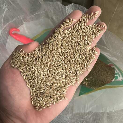 临沂加纳利子 鸟食鸽粮 金丝雀籽 厂家直销
