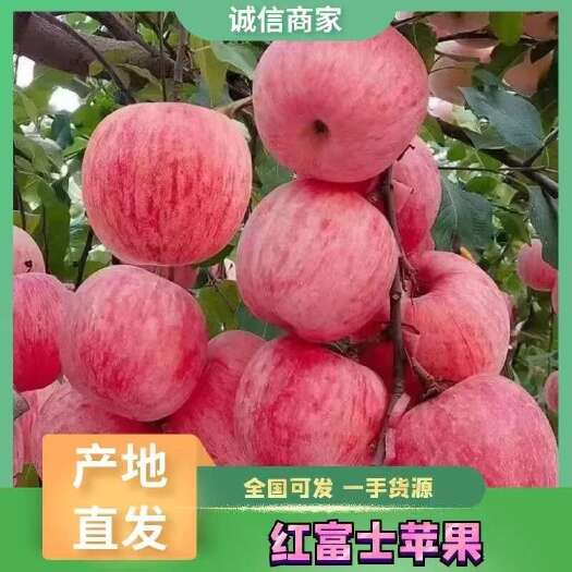 沂源县精品红富士苹果，产地直发，支持全国发货