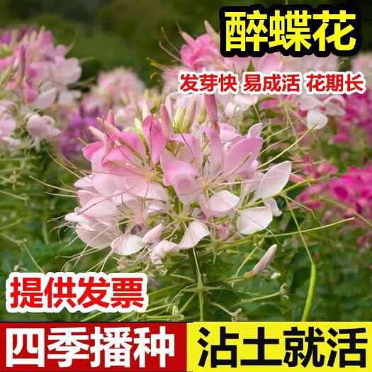 沭阳县醉蝶花种子四季播种景观园林花海花籽易活庭院室外观赏植物花籽子