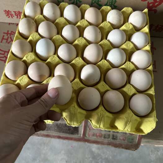 陆丰市散养初生蛋
