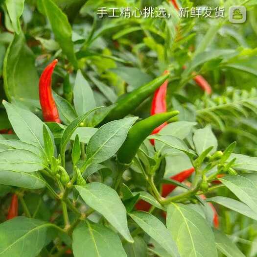 苍溪县小米辣