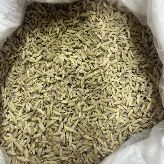 昆明麦冬