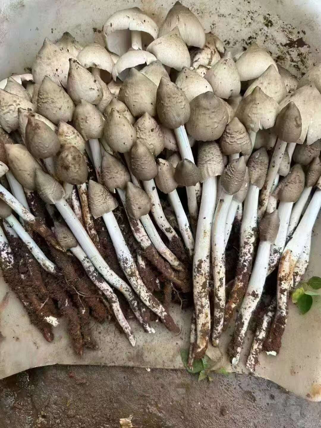 鸡枞菌分为火把鸡枞、独把鸡枞等