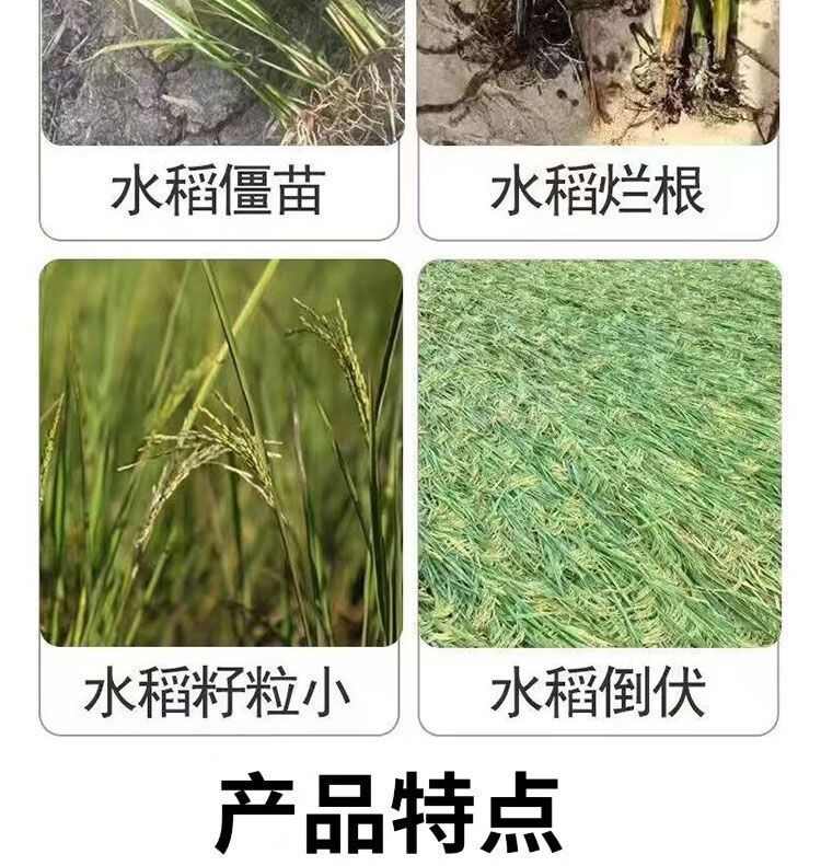 水稻一喷就防提高免疫促进颗粒饱满补充营养生水稻粒粒饱增产春秋
