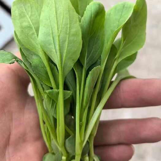 靖江市鸡毛菜，产地一手货源，品质保证，量大从优，欢迎来电