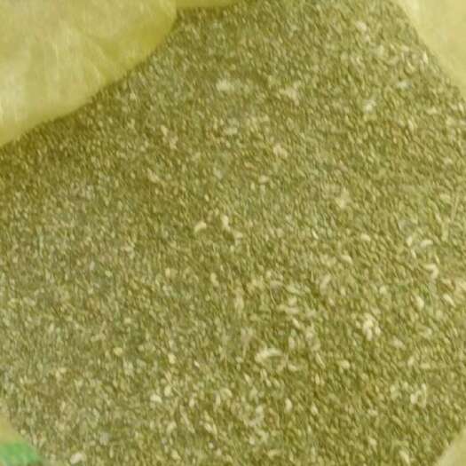 南阳槐米