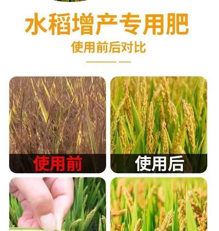水稻一喷就防提高免疫促进颗粒饱满补充营养生水稻粒粒饱增产春秋