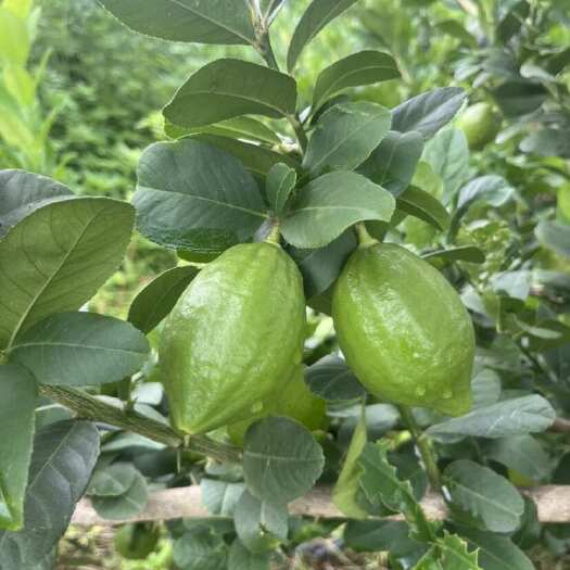 香水柠檬1800亩种植基地，常年供货，价格便宜，欢迎订购