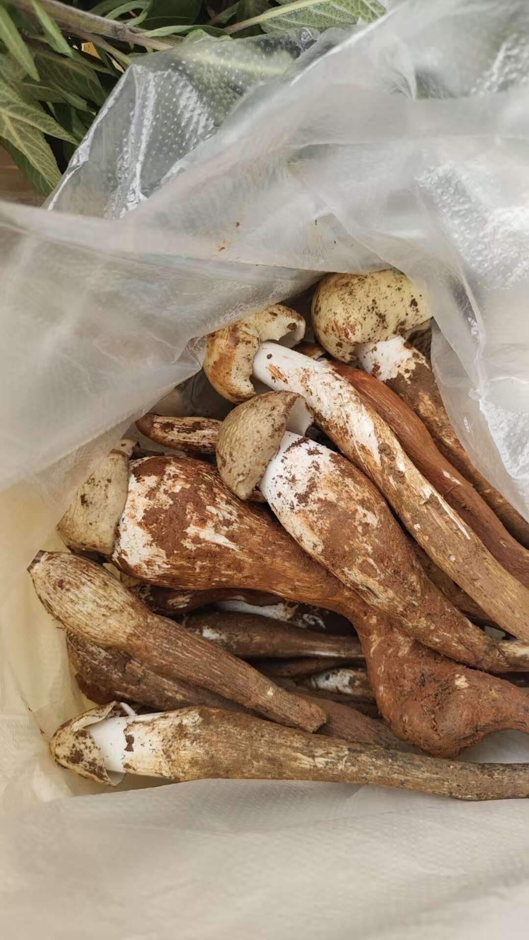 鸡枞菌分为火把鸡枞、独把鸡枞等