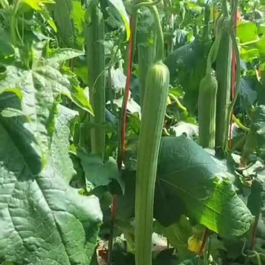 江苏东海优质丝瓜新鲜蔬菜瓜菜类直供