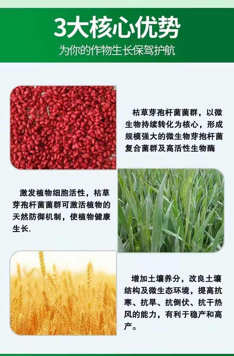 小麦拌种剂种子包衣剂生根壮苗提高出芽花生玉米微生物包衣剂
