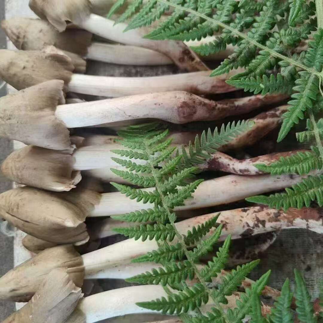 鸡枞菌分为火把鸡枞、独把鸡枞等