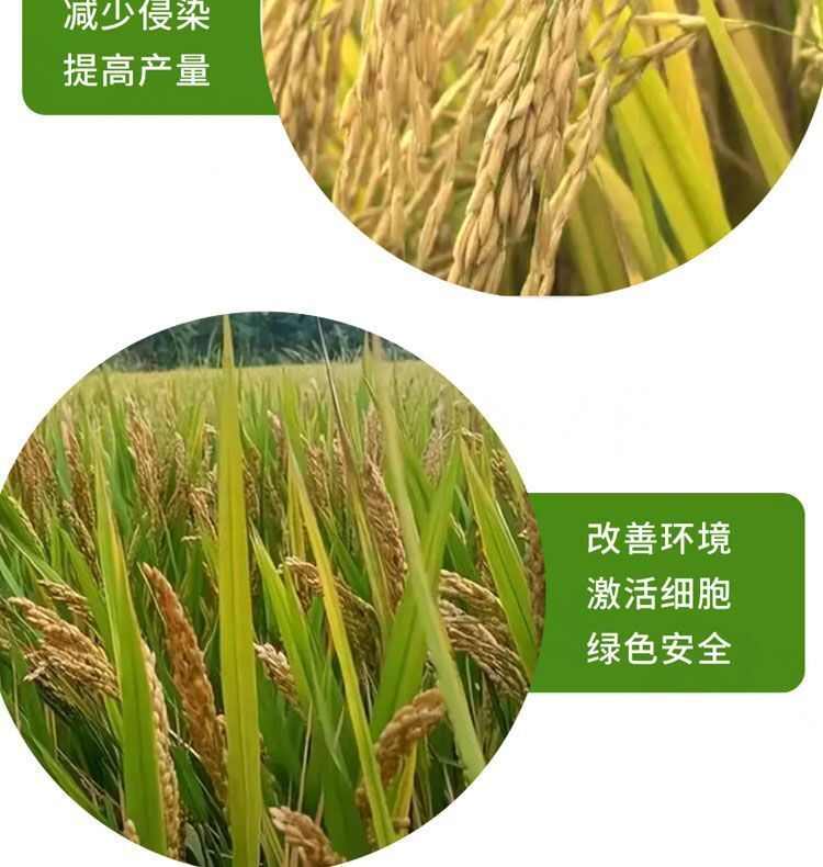水稻一喷就防提高免疫促进颗粒饱满补充营养生水稻粒粒饱增产春秋