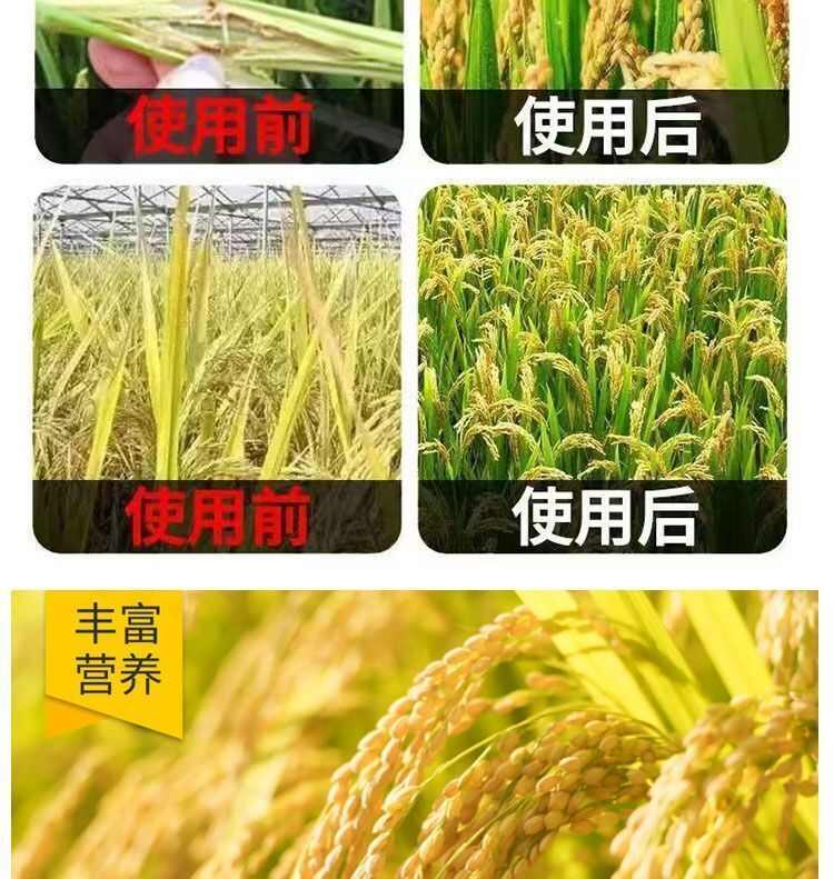 水稻一喷就防提高免疫促进颗粒饱满补充营养生水稻粒粒饱增产春秋