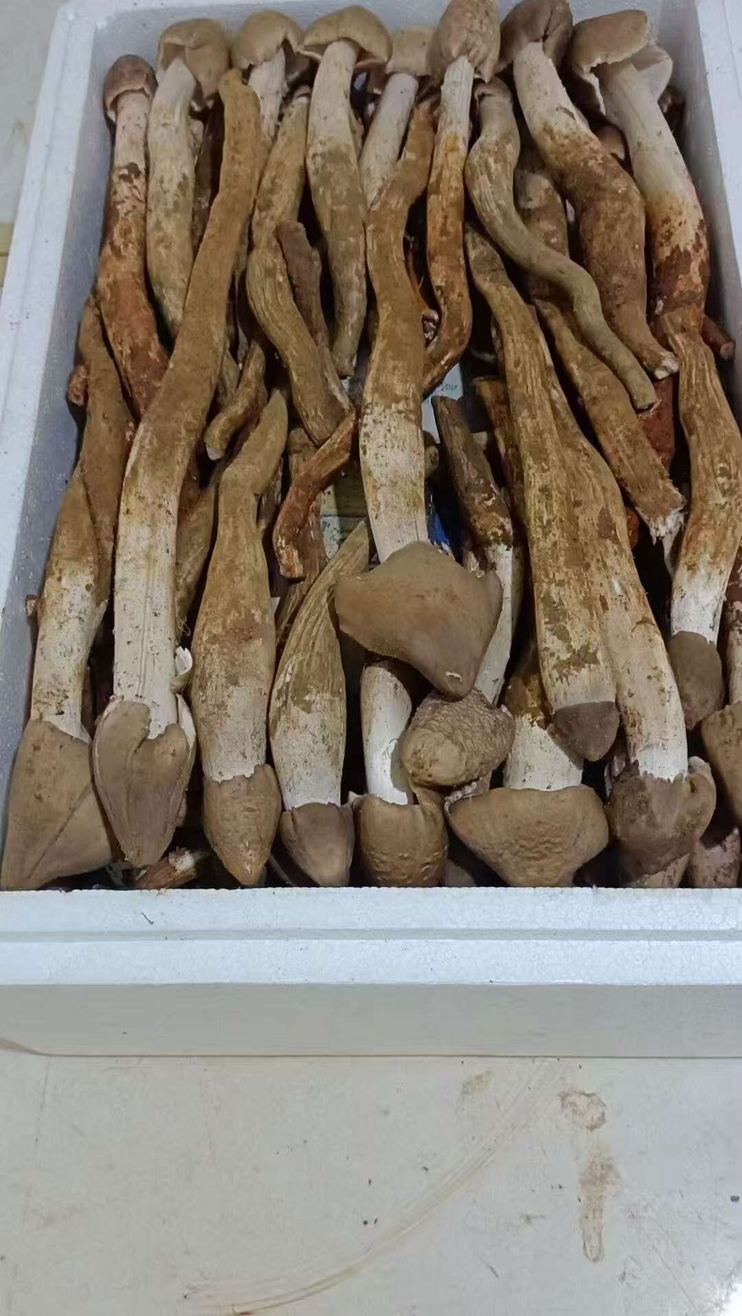 鸡枞菌分为火把鸡枞、独把鸡枞等