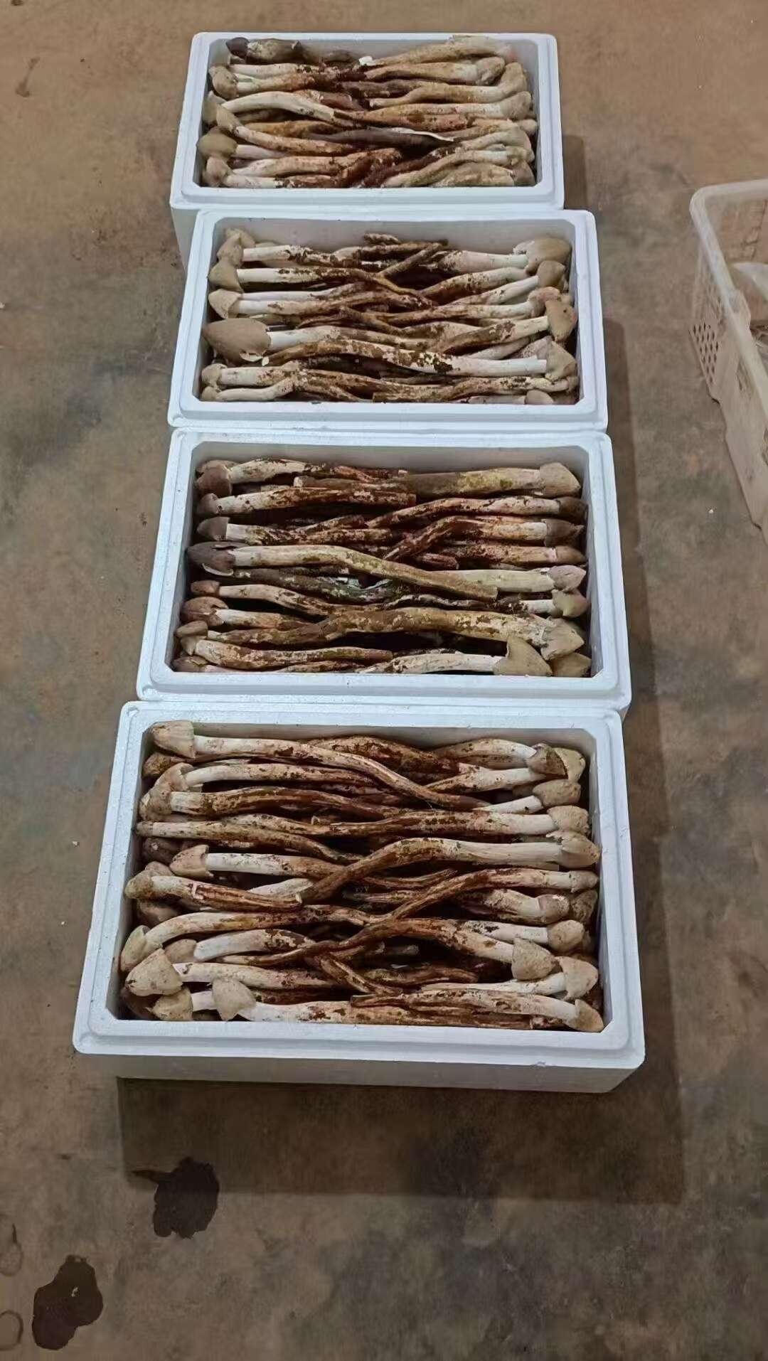 鸡枞菌分为火把鸡枞、独把鸡枞等