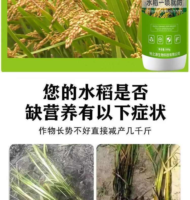 水稻一喷就防提高免疫促进颗粒饱满补充营养生水稻粒粒饱增产春秋
