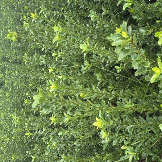 洛阳优质黄杨冬青苗木花草乔木 河南洛阳孟津区直供