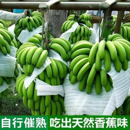 南宁广西高山香蕉电商一件代发