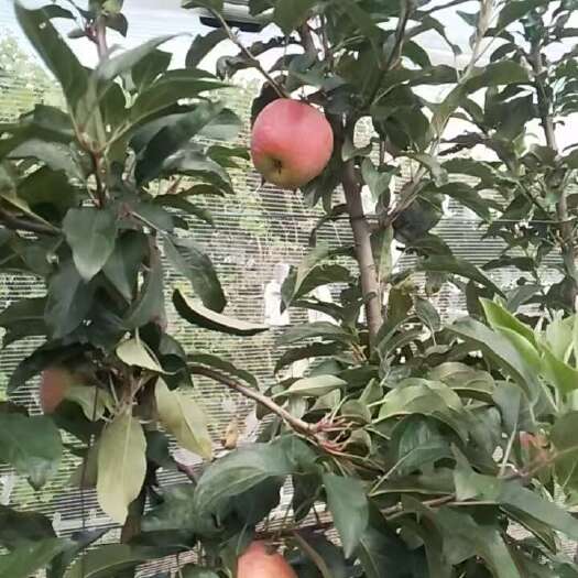 蒙阴县新鲜苹果应季脆甜多汁鲁丽苹果新鲜正宗苹果