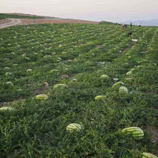 中宁县宁夏中宁硒砂瓜 有籽西瓜产地直销 新鲜水果