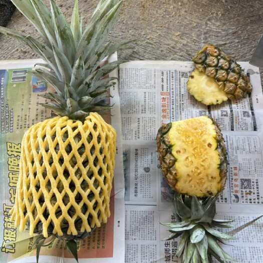 陆丰市陆丰陂洋菠萝自产自销香水菠萝凤梨无刺卡因凤梨