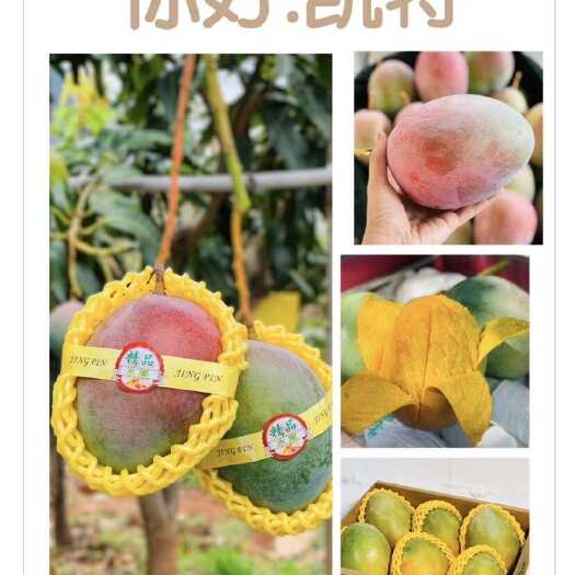 攀枝花特有品质芒果：凯特芒