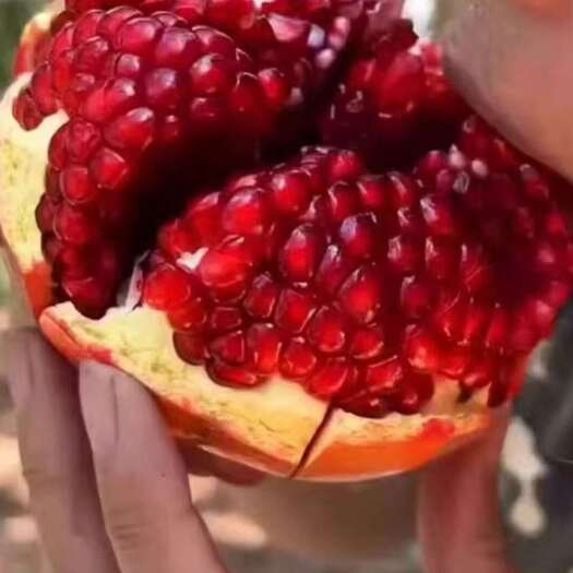芮城县石榴