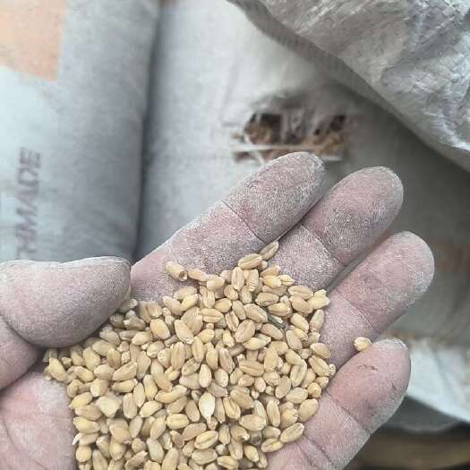 通榆县白小麦