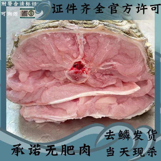 江门新鲜带皮鳄鱼腩肉去鳞鳄鱼肉人工养殖生鲜全皮肉有骨身肉火锅烧烤