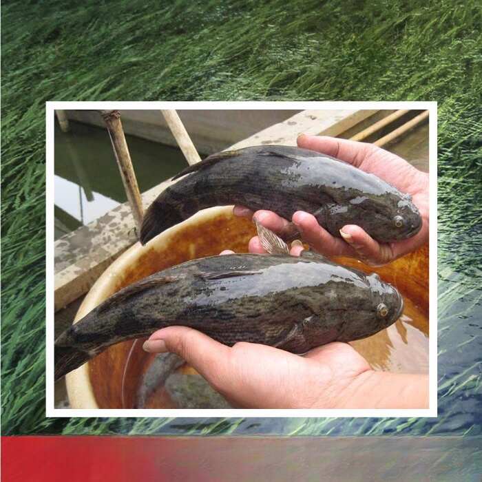 宿迁沙塘鳢优质鱼苗虎头鲨种苗8厘米至10厘米一斤30至40条