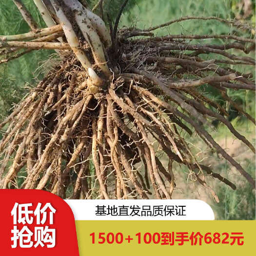 曹县优质芦笋根种苗种子根系发达，成活率高，适应性强保证质量