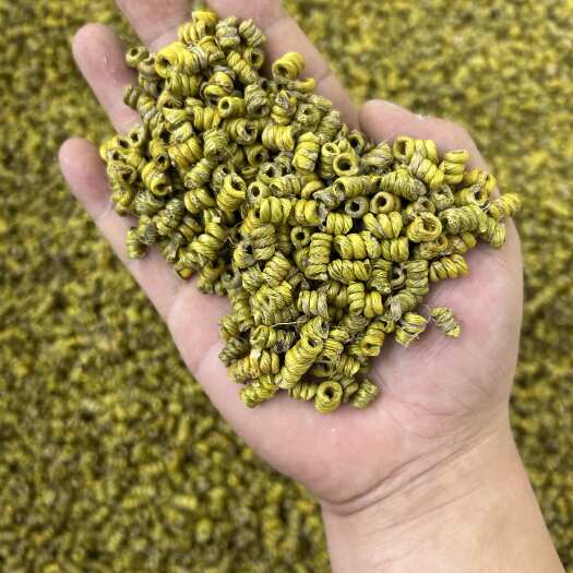 昆明霍山工艺铁皮剪口石斛0.3-0.4规格，产地直销，量大价优